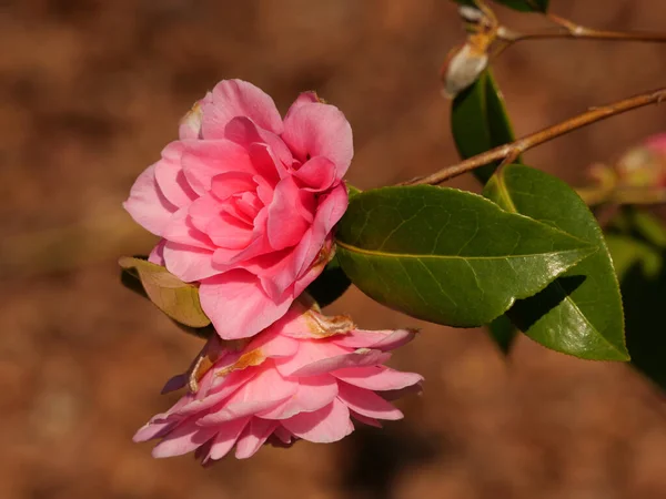 Zbliżenie Delikatnego Różowego Kwiatu Liśćmi Gałęzi Słonecznym Ogrodzie — Zdjęcie stockowe