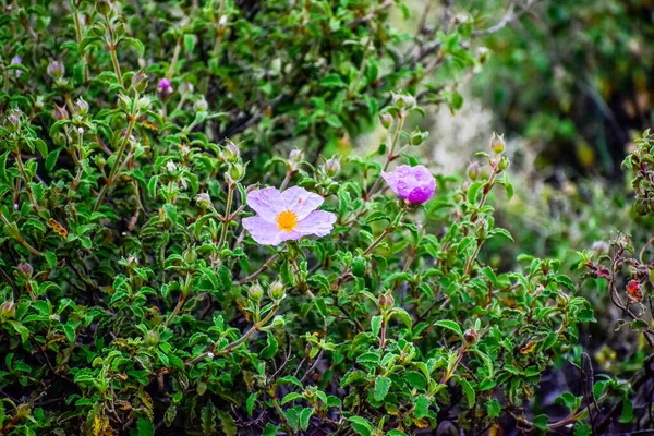 Крупним Планом Знімок Красивої Квітки Ботанічному Саду — стокове фото