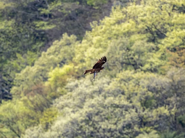 Une Vue Panoramique Cerf Volant Oreilles Noires Volant Dans Les — Photo