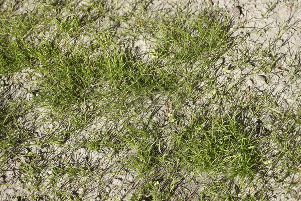 在地面上萌芽的嫩绿色草丛的特写镜头 — 图库照片