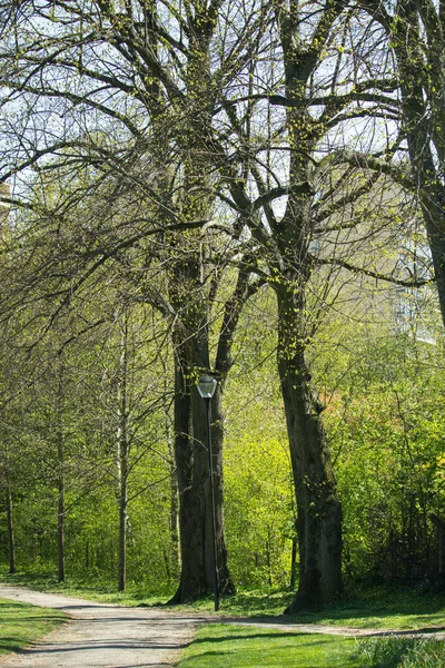 Een Verticaal Schot Van Een Smal Pad Een Park Omringd — Stockfoto