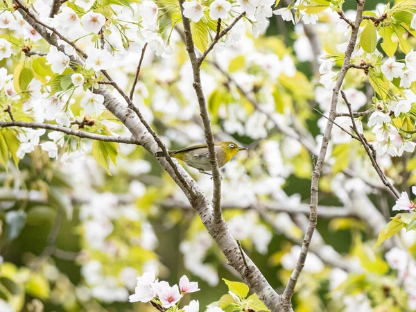 Scenic View Japanese White Eye Perched Tree Branches Blurred Background — Stock Photo, Image