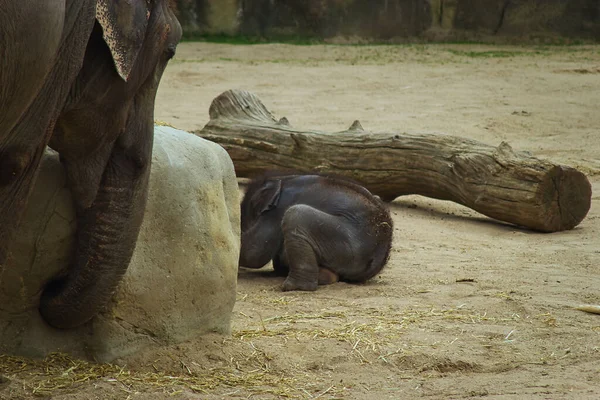 Een Close Opname Van Een Baby Olifant Dierentuin Buurt Van — Stockfoto