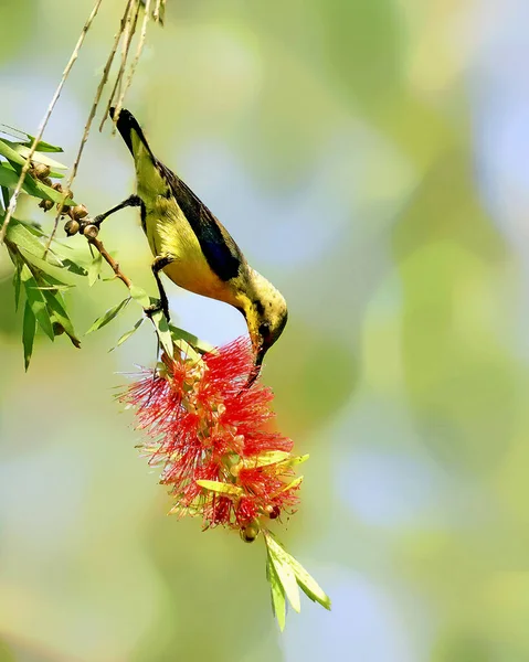 采蜜的橄榄树背太阳鸟的一种选择性的采食焦点 — 图库照片