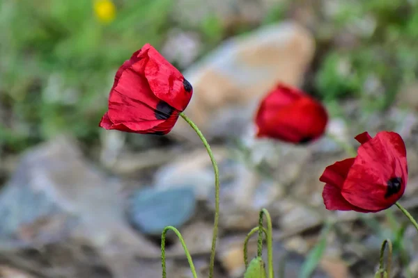 Närbild Vackra Röda Vallmo Blommor Trädgården — Stockfoto
