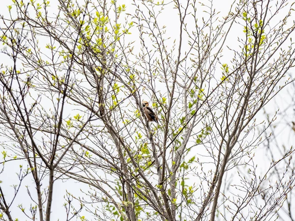 Une Vue Panoramique Hawfinch Perché Sur Les Branches Arbre Fleurs — Photo