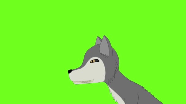 Animation Evil Looking Wolf Isolated Green Background Copyspace — Stock Video