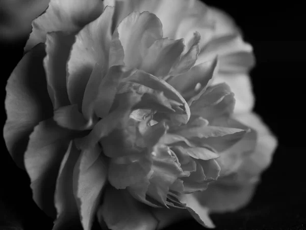 Gros Plan Monochrome Bégonias Forme Rose Avec Beaux Pétales Mous — Photo