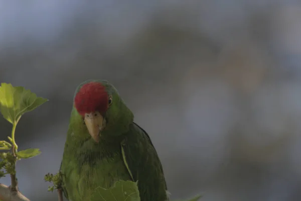 Vörös Koronás Amazon Amazona Viridigenalis Papagáj Közelsége Fán — Stock Fotó