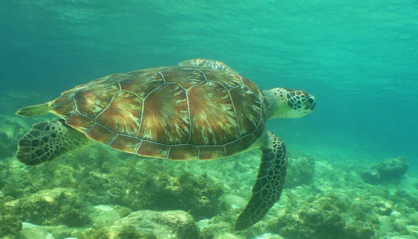 Uma Tartaruga Marinha Verde Pacífica Nadando Debaixo Água Mar — Fotografia de Stock