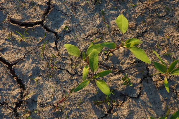 Texture Sèche Sol Germes Avec Minuscules Feuilles Vertes Sous Soleil — Photo