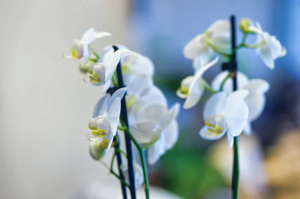 Cute Anggrek Bulan Phalaenopsis Amabilis Flowers — Stock Photo, Image