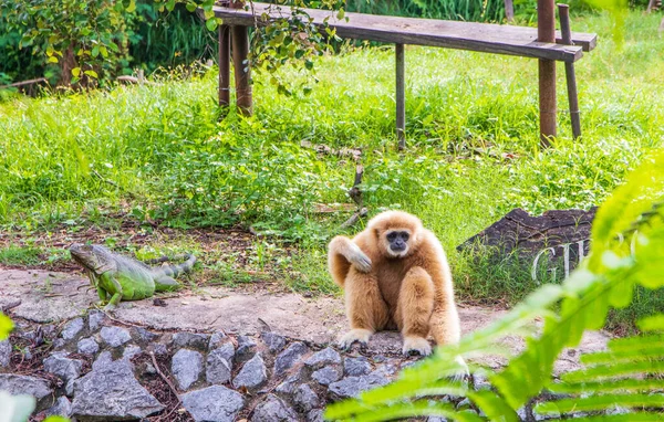 Närbild Gibbon Monkey Sitter Väggen Thailand Sydostasien — Stockfoto