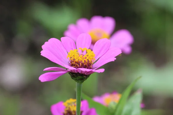 Detailní Záběr Fialové Zinek Květiny Zeleném Pozadí Zahradě — Stock fotografie