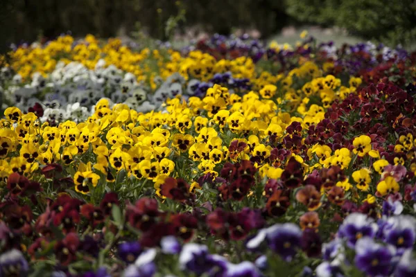 Een Prachtig Shot Van Kleurrijke Bloemen Tuin — Stockfoto
