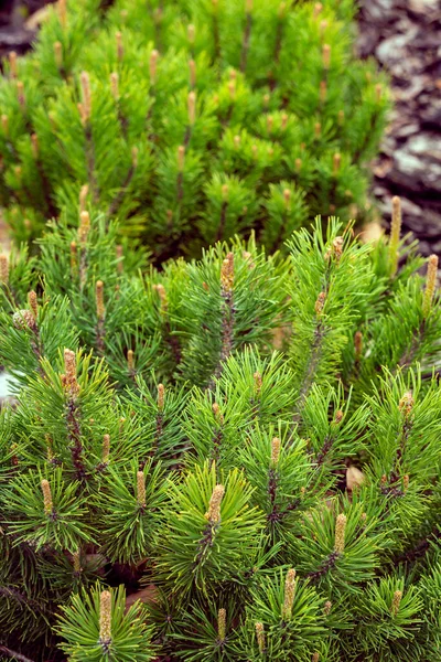 茂みの中の植物にスパイシーな葉の垂直ショット — ストック写真