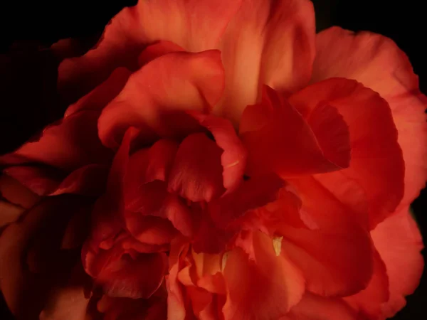 Eine Horizontale Nahaufnahme Einer Rosafarbenen Begonie Mit Schönen Weichen Blütenblättern — Stockfoto