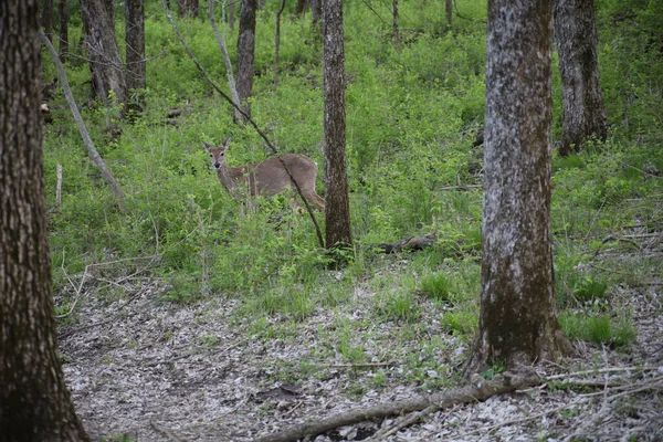 Deer Walking Forest Ernie Miller Nature Center Olathe Kansas — Stock Photo, Image