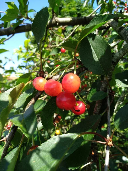 Vertical Shot Cherry Tree Juicy Fruits Rural Garden — Stock Photo, Image