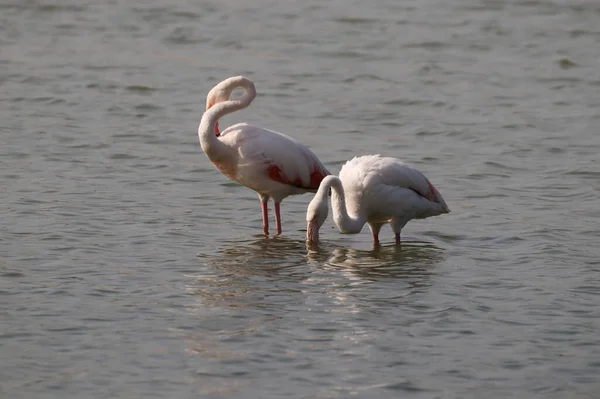 Beautiful White Greater Flamingoes Drinking Water Lake — Stock Photo, Image