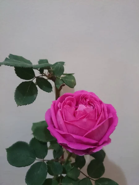 Macroplano Una Rosa Rosada Con Hojas Verdes Perfecto Para Fondo — Foto de Stock