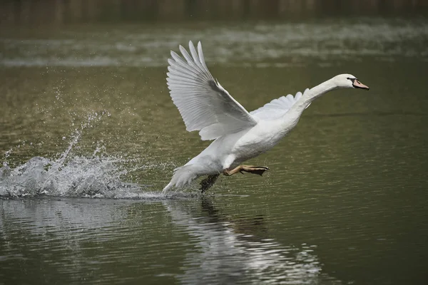 湖から離陸するツンドラ白鳥のクローズアップショット 背景に最適です — ストック写真