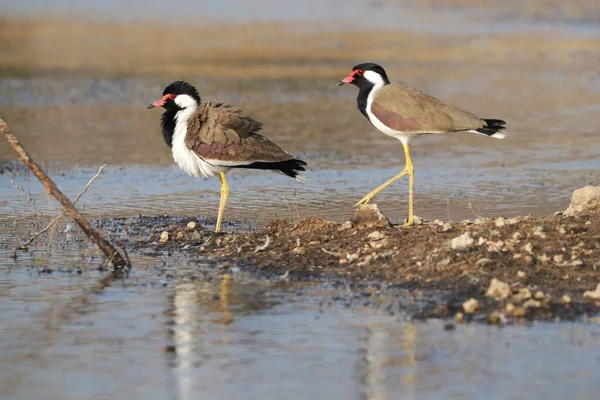 Dos Lapwings Alas Rojas Tierra Rodeada Por Lago — Foto de Stock