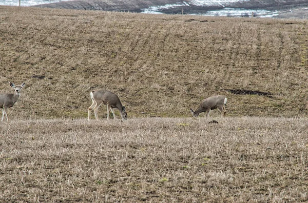 Group Deer Grazing Hillside Daytime — Stock Photo, Image