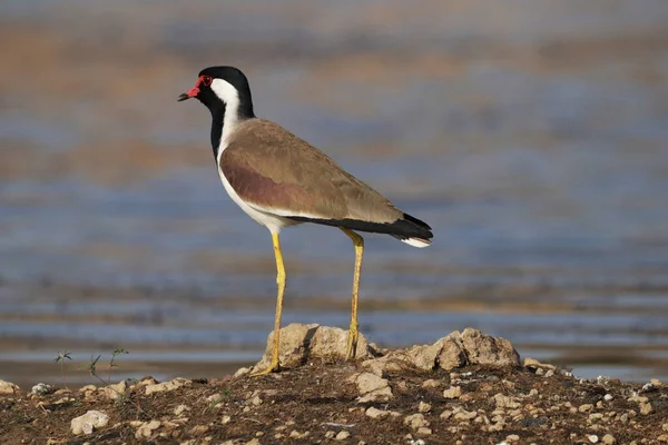 Vermelho Wattled Lambendo Terra Cercada Pelo Lago — Fotografia de Stock