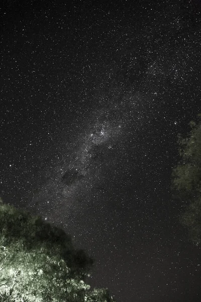 Plano Vertical Árboles Verdes Sobre Fondo Del Cielo Vía Láctea — Foto de Stock