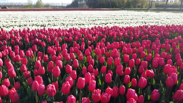 Uma Vista Fascinante Campo Com Centenas Tulipas Dia Ensolarado — Fotografia de Stock