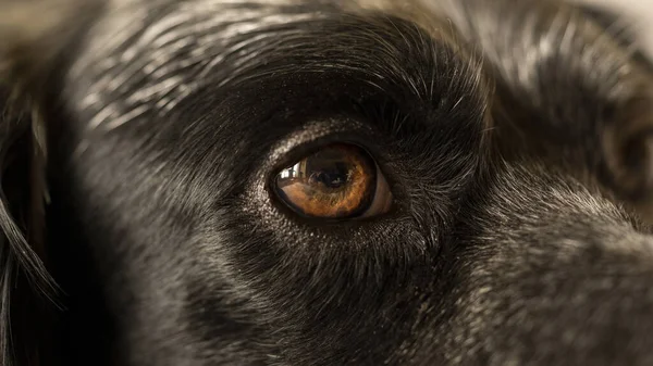 Close Uma Maçã Olho Grande Cão Preto — Fotografia de Stock