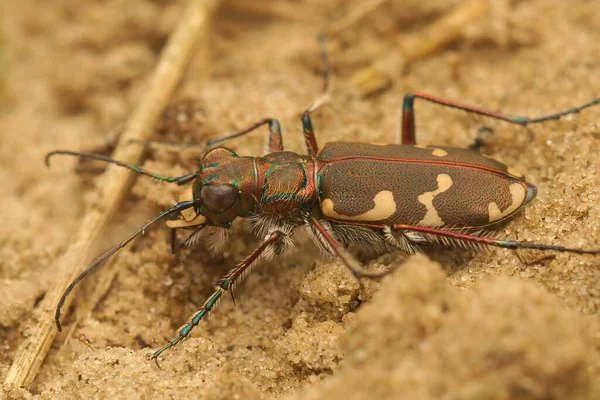 Eine Nahaufnahme Des Nördlichen Dünentigerkäfers Cicindela Hybrida — Stockfoto