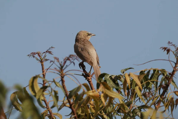 Piccolo Grande Babbler Grigio Appollaiato Ramoscello Albero Contro Cielo Limpido — Foto Stock