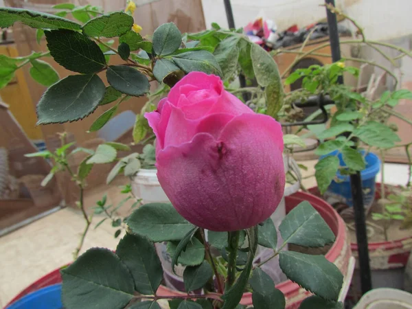 Egy Rózsaszín Rózsabimbó Zöld Levelekkel Virágcserépben Kertben — Stock Fotó