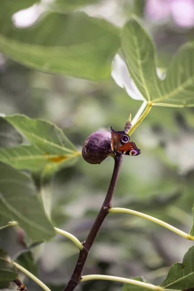 Hermosa Mariposa Junto Higuera Negra Higuera — Foto de Stock