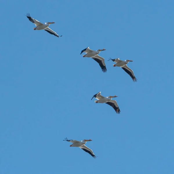 Een Lage Hoek Opname Van Een Kudde Pelikanen Vliegend Blauwe — Stockfoto