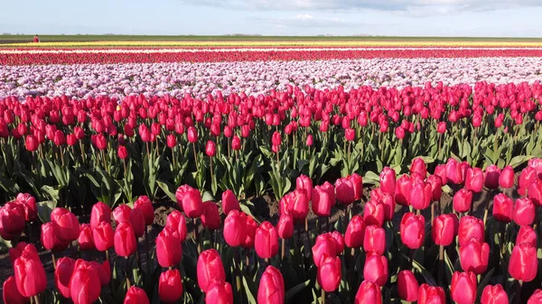 Une Vue Fascinante Champ Avec Des Centaines Tulipes Par Une — Photo