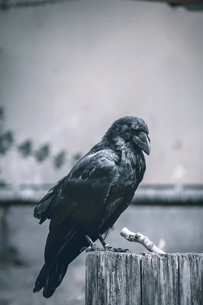 Graustufenaufnahme Einer Schwarzen Krähe Auf Einem Baumstamm — Stockfoto