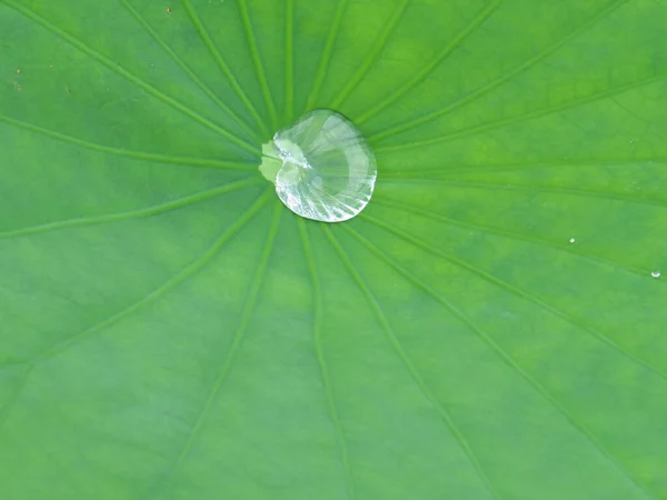 Waterdrop Large Green Lotus Leaf — Stock Photo, Image