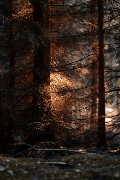 Plano Vertical Hermoso Bosque Soleado Con Árboles Que Proyectan Sombras — Foto de Stock