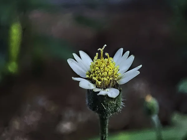 Eine Selektive Fokusaufnahme Eines Weißen Asters Auf Dunklem Hintergrund — Stockfoto