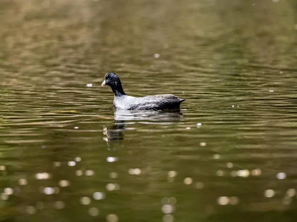 Coot Eurasiano Nadando Uma Lagoa — Fotografia de Stock