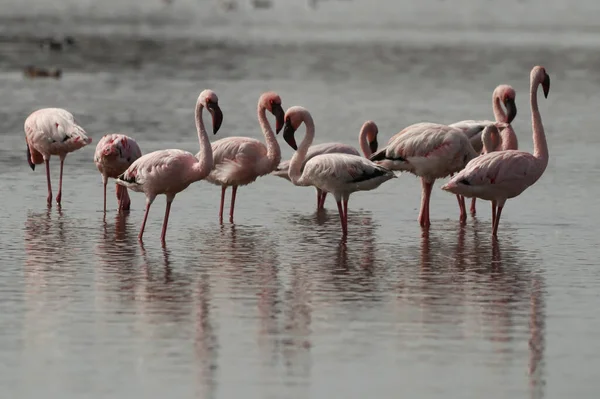 Eine Gruppe Schöner Rosafarbener Flamingos See — Stockfoto