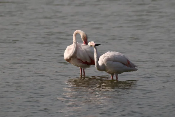 Schöne Weiße Flamingos See — Stockfoto