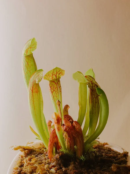 Крупним Планом Знімок Красивої Квітки Горщику — стокове фото