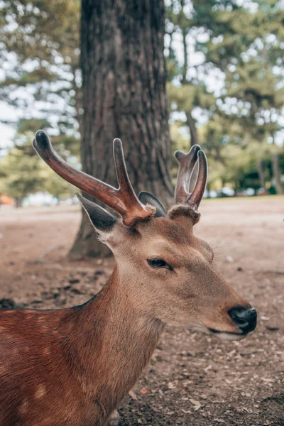 Tiro Perto Veado Adorável Parque Kyoto — Fotografia de Stock