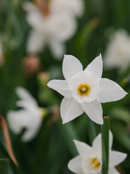 Enfoque Selectivo Narcisos Blancos Que Crecen Jardín — Foto de Stock