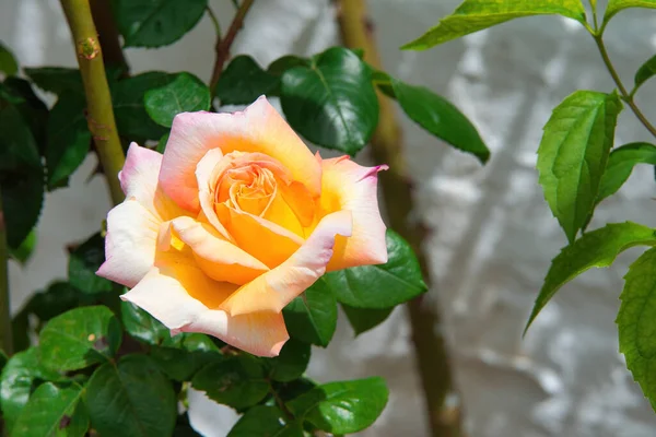 花园里有一朵美丽的黄色玫瑰 — 图库照片