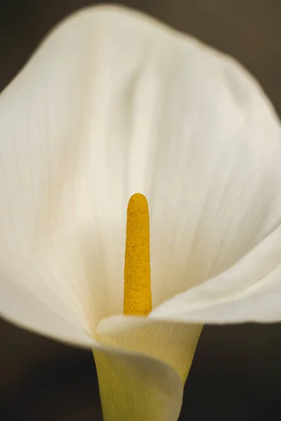 Gros Plan Une Fleur Blanche Calla Avec Pistil Jaune — Photo